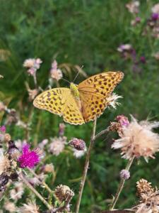 Click to view this image in a large viewer