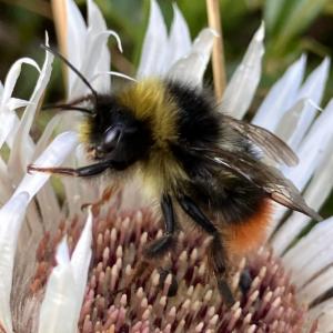 Click to view this image in a large viewer