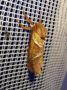 Click to view this image in a large viewer