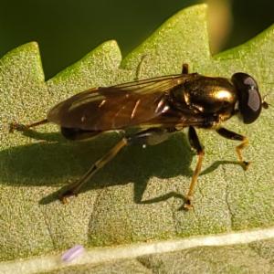 Click to view this image in a large viewer