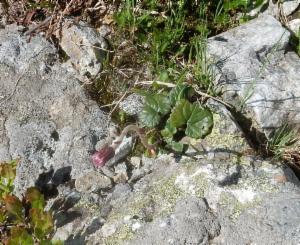 Click to view this image in a large viewer