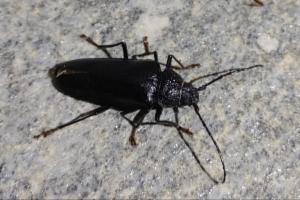 Click to view this image in a large viewer