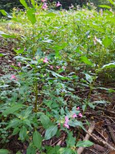 Click to view this image in a large viewer