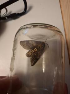 Click to view this image in a large viewer