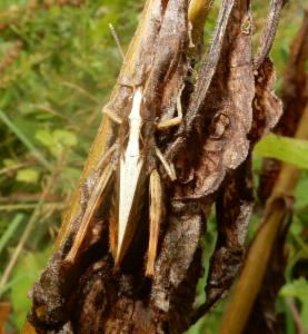 Click to view this image in a large viewer