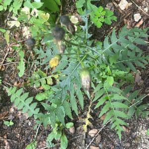 Click to view this image in a large viewer