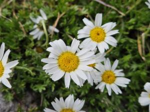 Click to view this image in a large viewer