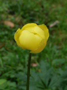 Click to view this image in a large viewer