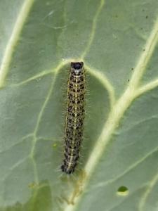 Click to view this image in a large viewer