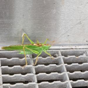 Click to view this image in a large viewer