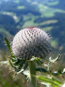 Click to view this image in a large viewer