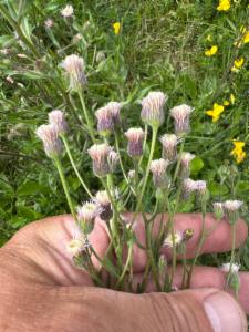 Click to view this image in a large viewer