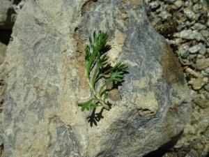 Click to view this image in a large viewer