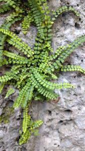 Click to view this image in a large viewer