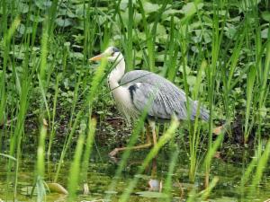 Click to view this image in a large viewer