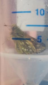 Click to view this image in a large viewer