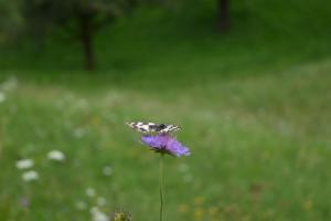 Click to view this image in a large viewer