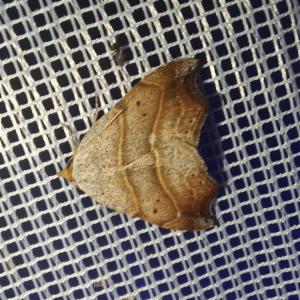 Click to view this image in a large viewer