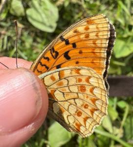 Click to view this image in a large viewer