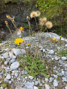 Click to view this image in a large viewer