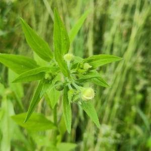 Click to view this image in a large viewer