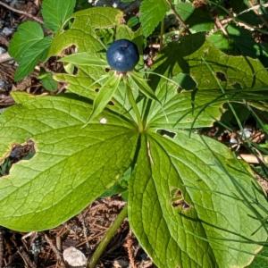 Click to view this image in a large viewer