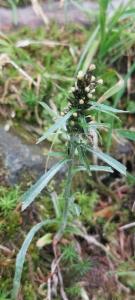 Click to view this image in a large viewer