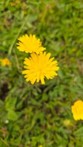 Click to view this image in a large viewer