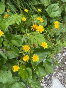 Click to view this image in a large viewer