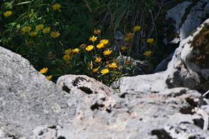 Click to view this image in a large viewer