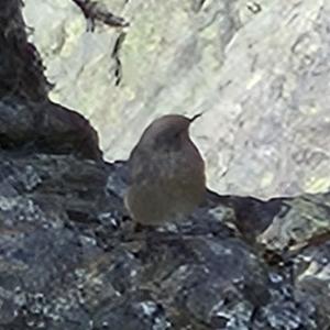 Click to view this image in a large viewer