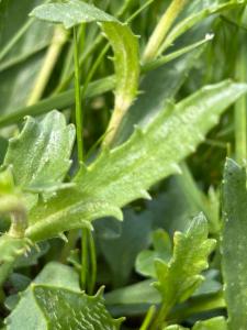 Click to view this image in a large viewer