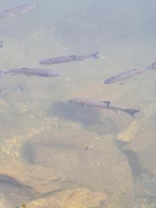 Click to view this image in a large viewer