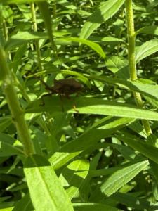 Click to view this image in a large viewer