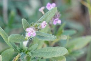 Click to view this image in a large viewer