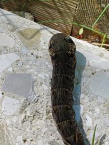 Click to view this image in a large viewer