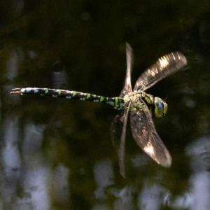 Click to view this image in a large viewer