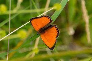 Click to view this image in a large viewer