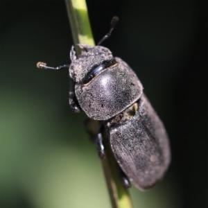 Click to view this image in a large viewer