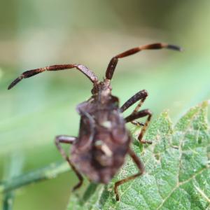 Click to view this image in a large viewer