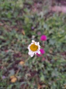 Click to view this image in a large viewer