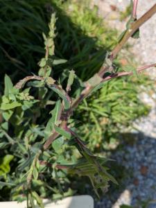 Click to view this image in a large viewer