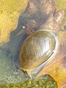 Click to view this image in a large viewer