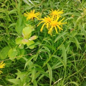 Click to view this image in a large viewer