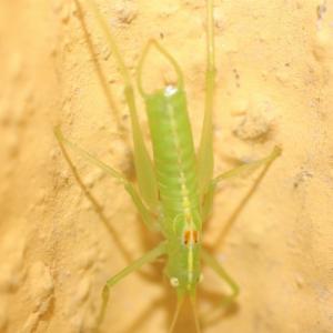 Click to view this image in a large viewer