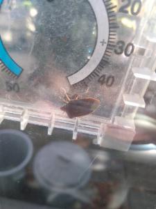 Click to view this image in a large viewer