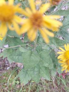 Click to view this image in a large viewer