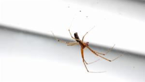 Click to view this image in a large viewer