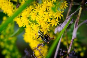 Click to view this image in a large viewer