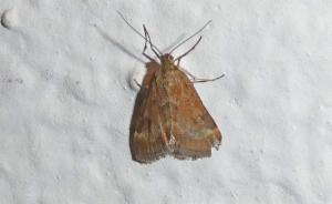 Click to view this image in a large viewer